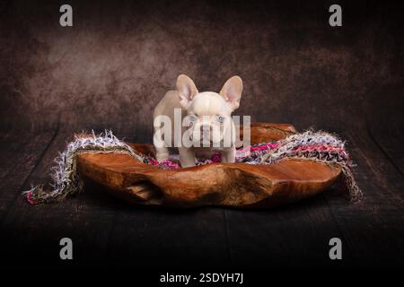 Ein kleiner junger französischer Bulldog-Welpe steht in einer rustikalen, geschnitzten Schüssel und blickt auf die Kamera. Die Schüssel ist mit rosa und weißem Stoff gekleidet Stockfoto