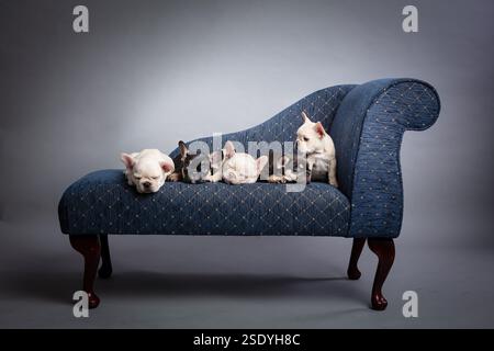 Ein wach französischer Bulldog-Welpe mit 4 verschlafenen Welpen auf einem blauen Sofa Stockfoto