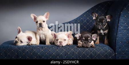 Eine Nahaufnahme einer Gruppe von 5 französischen Bulldoggen-Welpen, die auf einem blauen Sofa sitzen Stockfoto