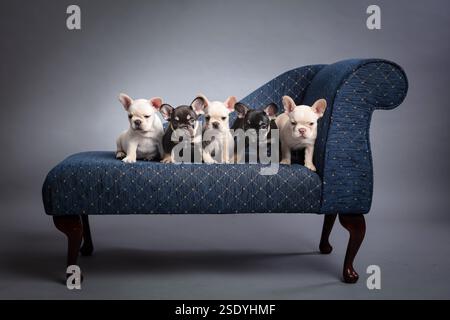 Eine Gruppe junger französischer Bulldog-Welpen auf einer kleinen blauen Couch auf grauem Hintergrund. Die Welpen sind alle in der Phase, in der sie die Mutter verlassen. Stockfoto