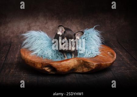 Ein süßer französischer Bulldog-Welpe sitzt auf blauem Fell in einer handgeschnitzten Holzschale auf einem Studiohintergrund Stockfoto