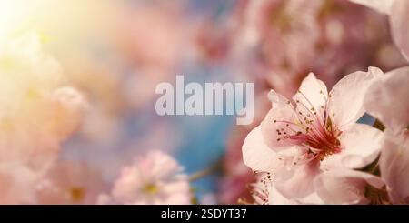 Mandel-Blüten-Nahaufnahme mit warmen Sonnenstrahlen, die die Äste und den Bokeh-Hintergrund beleuchten Stockfoto