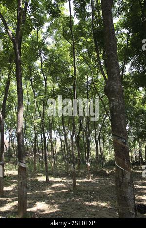 Lateinischen Namen Gummibaum Hevea Brasiliensis Plantage fr den  gewerblichen Einsatz, Kerala, Indien Stockfotografie - Alamy