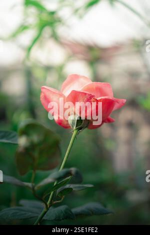 Rosa Rose im Garten Stockfoto
