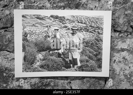 Historisches Bild der Lavendelzucht in Velo Grablje, Hvar, Kroatien, mit Darstellung dalmatinischen landwirtschaftlichen Erbes. Stockfoto