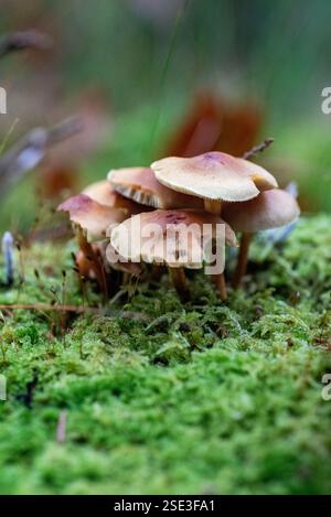 Pilze in einem Moosbeet in einem Herbstwald in Schweden Europa Stockfoto