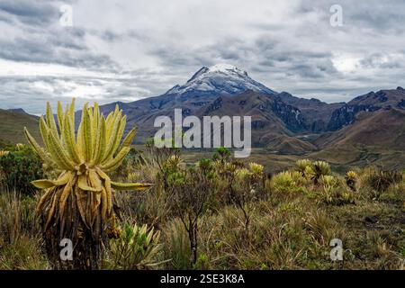 Paramo-Landschaft in den kolumbianischen anden vor dem Vulkan Nevado Tolima Stockfoto
