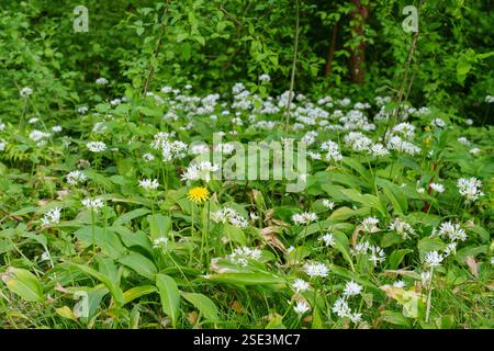 Allium ursinum, bekannt als wilder Knoblauch, Ramsons, Cowleekes, Kühlachs, Cowleek, Buckramme, breitblättriger Knoblauch, Holzknoblauch, Bärenlauchblättchen. Stockfoto