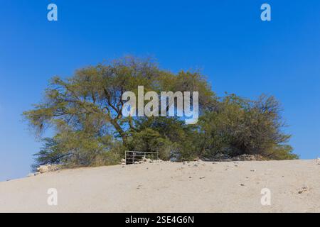 Der Baum des Lebens (ca. ab 1582) mitten in der Arabischen Wüste in Bahrain Stockfoto