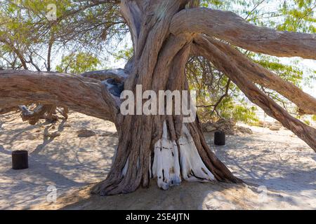 Der Baum des Lebens (ca. ab 1582) mitten in der Arabischen Wüste in Bahrain Stockfoto