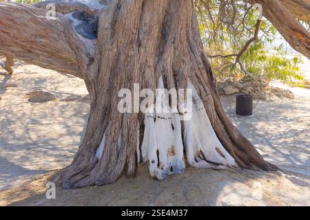 Der Baum des Lebens (ca. ab 1582) mitten in der Arabischen Wüste in Bahrain Stockfoto