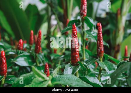 Close-up-Blume Roter Ingwer, auch bekannt als Rote Spirallilie, mit nassgrünen Blättern Stockfoto