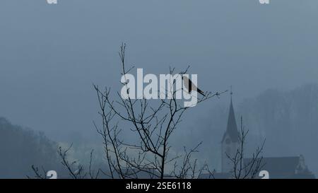 Silhouette des Vogels auf Baumzweig vor Foggy Morning Village Hintergrund Stockfoto