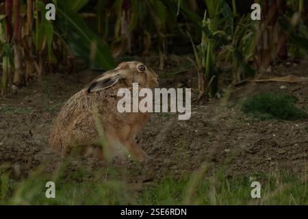 Pfau mit seinen Federn hinter ihm. Stockfoto