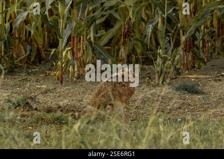 Pfau mit seinen Federn hinter ihm. Stockfoto