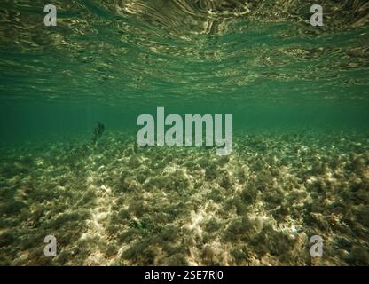 Unterwasserhintergrund; flache grüne Süßwasserszene mit Sonnenlicht, das auf den See trifft und Reflexionen auf der Wasseroberfläche. Stockfoto
