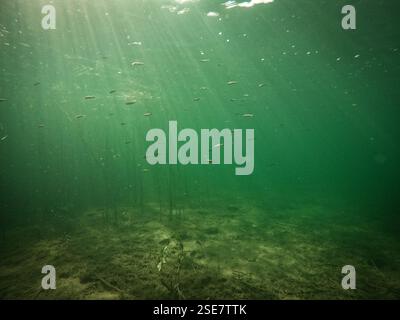 Unterwasserhintergrund; Süßwasserflora und -Fauna mit Wasserpflanzen und kleinen Fischen, an einem sonnigen Tag mit Sonnenstrahlen und Reflexionen auf der Wasseroberfläche. Stockfoto