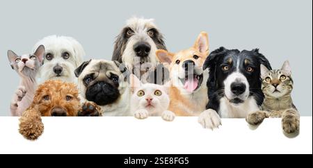 Banner für Haustiere. Border Collie, Mops, Pudel, Bigonhund und europäische Katze. Neun Haustiere, die über einen Platzhalter blicken, hängen ihre Pfoten über einem Brett. Isoliert Stockfoto