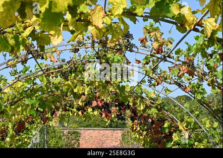 Schwarze und grüne Trauben Vitis vinifera, die über einem Bogen wachsen. UK Garden September Stockfoto