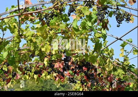 Schwarze und grüne Trauben Vitis vinifera, die über einem Bogen wachsen. UK Garden September Stockfoto