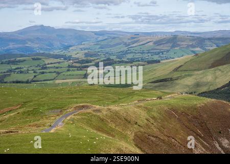 Schafe grasen auf einem Hügel über dem Dovey Valley in Powys, Mid Wales, mit den Bergen von Snowdonia. Stockfoto