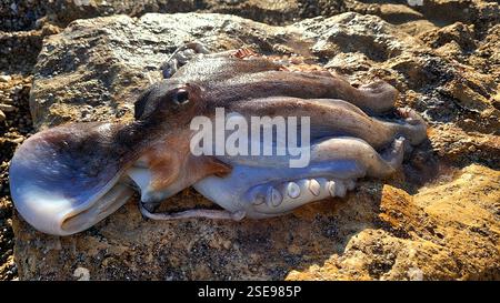 Das Foto zeigt einen großen Tintenfisch Stockfoto