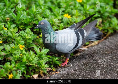 Gewöhnliche Taube, Columba liviam am Boden im Botanischen Garten, Singapur Stockfoto