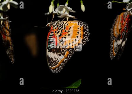 Nahaufnahme eines lebendigen Schmetterlings mit komplexen orange, schwarz und weiß gemusterten Flügeln, die zart weiße Blumen vor dunklem Hintergrund fressen Stockfoto