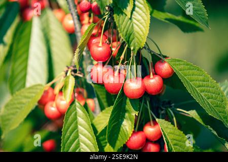 Zweig von Süßkirsche (Prunus avium) mit Reifen Beeren Stockfoto