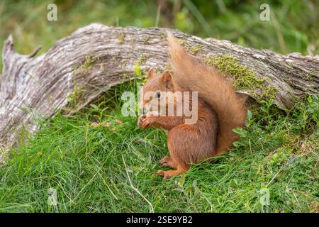 Ein rotes Eichhörnchen auf dem Gras isst eine Nuss Stockfoto