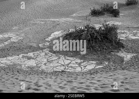 Der heiße Wüstenboden im Death Valley ist in der Sonne gebacken. Getrockneter Schlamm wird zerrissen und Pflanzen verwelken in der Hitze. Stockfoto