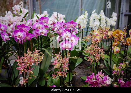 Ich kaufe eine Orchidee im Gartencenter. Verschiedene Orchideen im Gewächshaus. Stockfoto