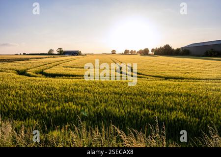 Die Sonne untergeht über Feldern mit Feldfrüchten und Bauernhöfen in Marshfield in den Cotswolds in South Gloucestershire, England. Stockfoto
