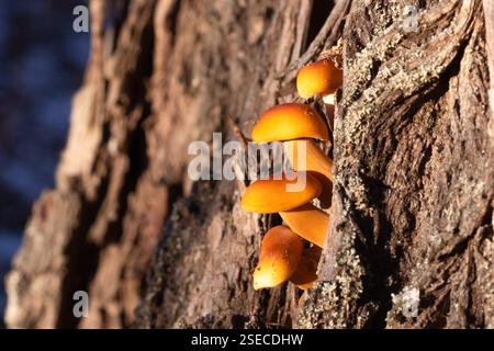 Eine Gruppe von Orangenpilzen wuchs in strenger Formation auf der Rinde eines Baumes Stockfoto