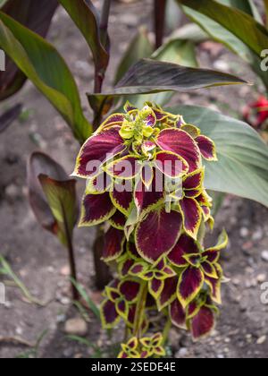 Nahaufnahme der Coleus-Pflanze mit tiefrotem und gelbem Variegated Blättern. Stockfoto