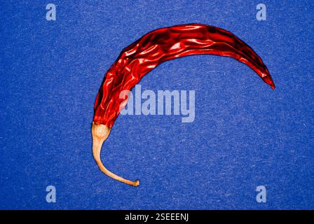Konzeptfotografie isolierter roter Chili Stockfoto