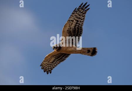 Ein nördlicher harrier ' Circus hudsonius ' fliegt über einem Sumpfgebiet in nordamerika auf der Suche nach Mäusen und Wühlmäusen. Stockfoto