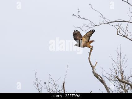 Ein Rotschwanzfalke Buteo jamaicensis fliegt von einem Baumzweig, um Beute zu überzeugen. Stockfoto