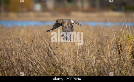 Ein nördlicher harrier ' Circus hudsonius ' fliegt über einem Sumpfgebiet in nordamerika auf der Suche nach Mäusen und Wühlmäusen. Stockfoto