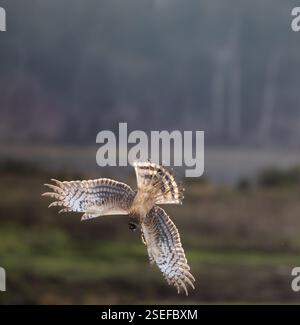 Ein nördlicher harrier ' Circus hudsonius ' fliegt über einem Sumpfgebiet in nordamerika auf der Suche nach Mäusen und Wühlmäusen. Stockfoto
