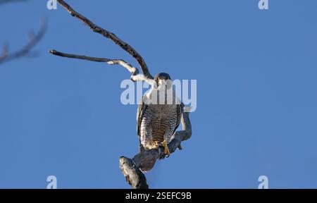 Ein Wanderfalke Falco peregrinus sitzt in einem Baum in Kanada, nachdem er einen von ihm gefangenen Vogel gegessen hat. Stockfoto