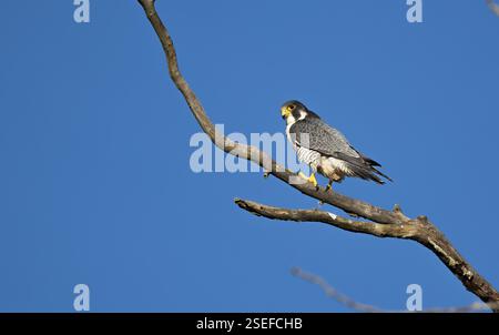 Ein Wanderfalke Falco peregrinus sitzt in einem Baum in Kanada, nachdem er einen von ihm gefangenen Vogel gegessen hat. Stockfoto