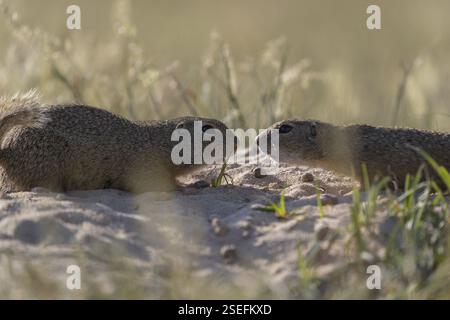 Zwei europäische Eichhörnchen (Spermophilus citellus) oder europäische Souslik sitzen Nase an Nase auf Sand und in hohem Gras, das sich von Samen ernährt. Beleuchtete Anzeige Stockfoto