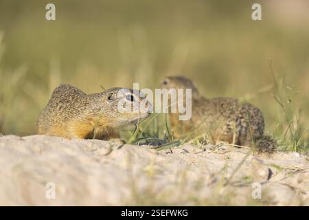 Europäisches Bodenhörnchen (Spermophilus citellus) oder europäisches Souslik, das auf Sand und in hohem Gras sitzt und sich von Samen ernährt Stockfoto