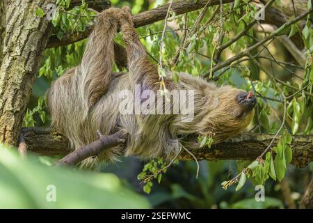 Das zweizehige Faultier eines Linnäus (Choloepus didactylus) hängt an einem Zweig eines Baumes mit der Zunge heraus Stockfoto