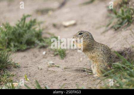 Ein europäisches Bodenhörnchen (Spermophilus citellus) oder europäischer Souslik, der auf Sand und in hohem Gras sitzt und sich von Samen ernährt Stockfoto