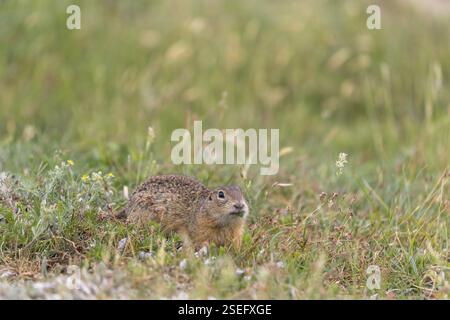Ein Europäisches Bodenhörnchen (Spermophilus citellus) oder europäischer Souslik, der in hohem Gras sitzt Stockfoto
