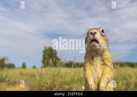 Europäisches Bodenhörnchen (Spermophilus citellus) oder europäisches Souslik, das auf Sand und in hohem Gras sitzt und sich von Samen ernährt Stockfoto