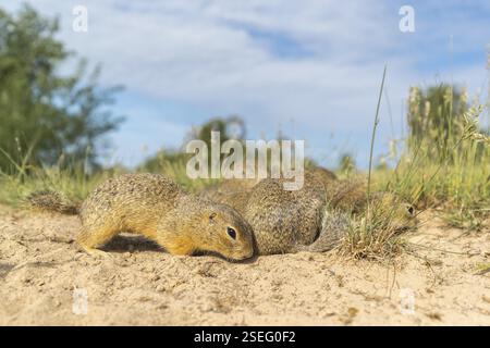 Europäisches Bodenhörnchen (Spermophilus citellus) oder europäisches Souslik, das auf Sand und in hohem Gras sitzt und sich von Samen ernährt Stockfoto
