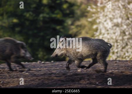 Ein Wildschwein (Sus scrofa) läuft über eine Lichtung Stockfoto